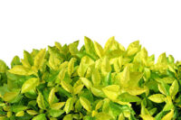 Duranta Gold