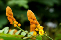 Cassia Alata