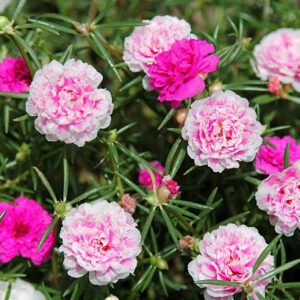 Portulaca