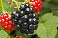 Mulberry (Shahtoot)