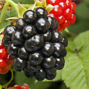 Mulberry (Shahtoot)