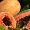 Papaya (Taiwan Red Lady)