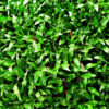 Buffalo Carpet Grass Roll