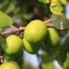 Apple Ber