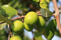 Apple Ber