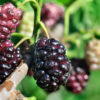 Mulberry (Shahtoot)