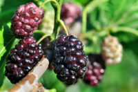 Mulberry (Shahtoot)