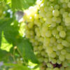 Grapes (Seedless)