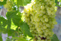 Grapes (Seedless)