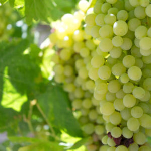 Grapes (Seedless)