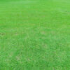 Korean Carpet Grass Sheet