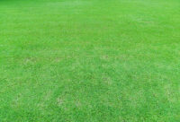 Korean Carpet Grass Sheet