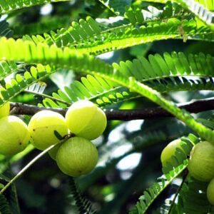 Amla (Indian Gooseberry)