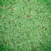 Korean Carpet Grass Sheet