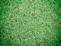 Korean Carpet Grass Sheet