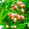 Karonda (Natal Plum)