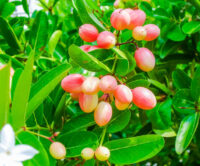 Karonda (Natal Plum)