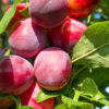 Plum (Aloo Bukhara)