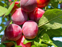 Plum (Aloo Bukhara)