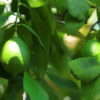 Lemon (Kagzi Nimboo)