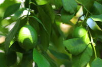Lemon (Kagzi Nimboo)