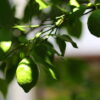 Lemon (Kagzi Nimboo)