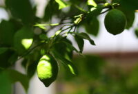 Lemon (Kagzi Nimboo)