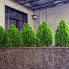 Thuja Compacta