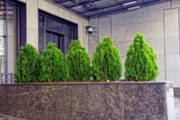 Thuja Compacta