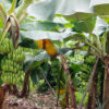 Banana (Dwarf Cavendish)