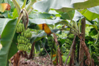 Banana (Dwarf Cavendish)