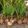 Coconut (Hybrid Dwarf)