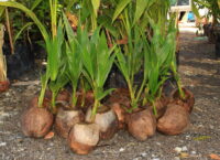 Coconut (Hybrid Dwarf)